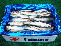 いわし鮮魚