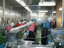 食品加工工場作業風景